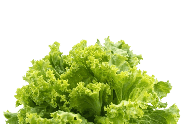 fresh-lettuce.png