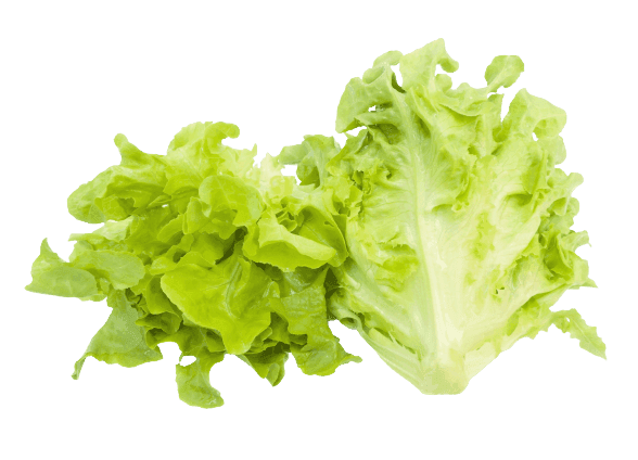 Lettuce oak leaf