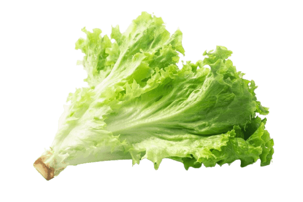 salad-leaf-lettuce.png