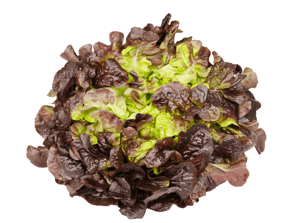 Red lettuce oak leaf