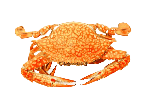 King Crab Legs 1kg