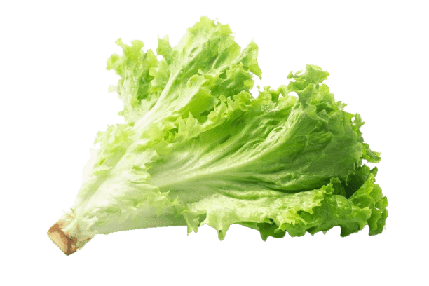 Lettuce