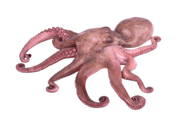 octopus