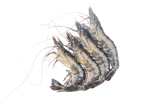 Fresh shrimp