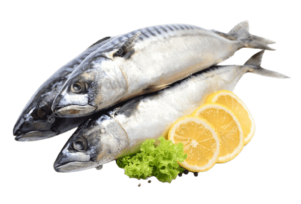 Mackerel