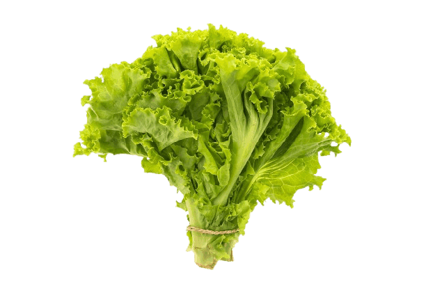 Fresh salad