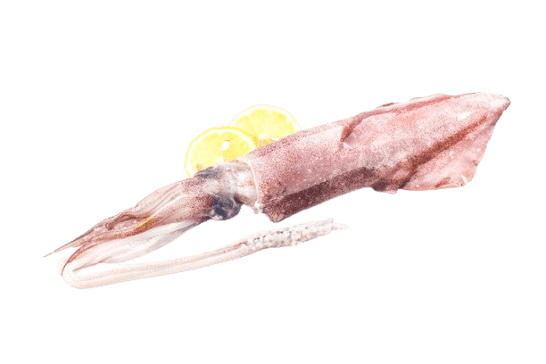 Squid